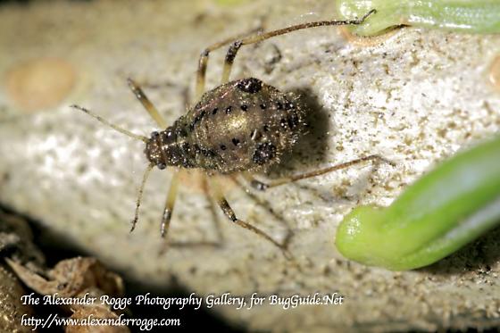 Aphid - Spruce