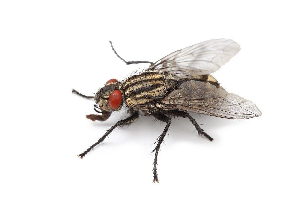 Fly - Cluster