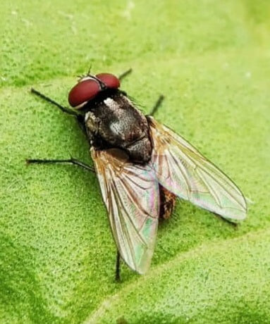 Fly - House