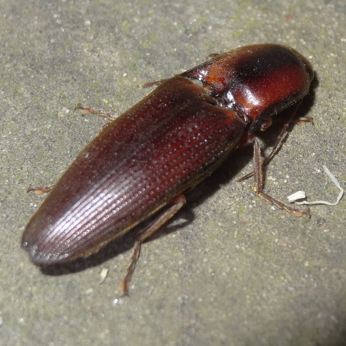 Beetle - Click
