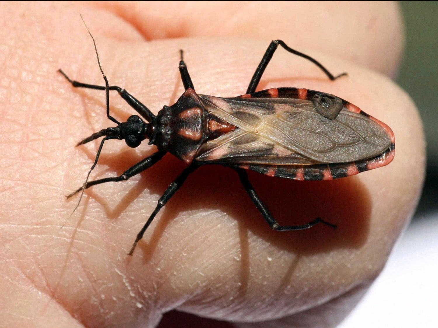 Beetle - Kissing
