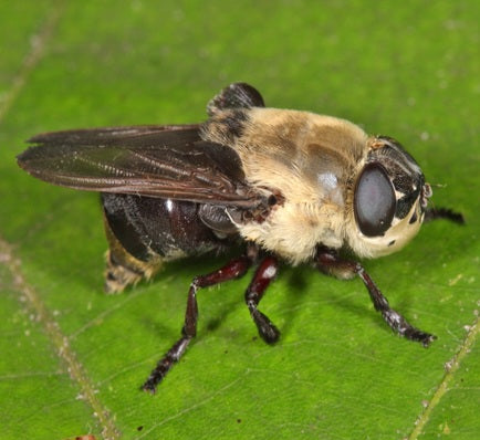 Fly - Cuterebra Bot