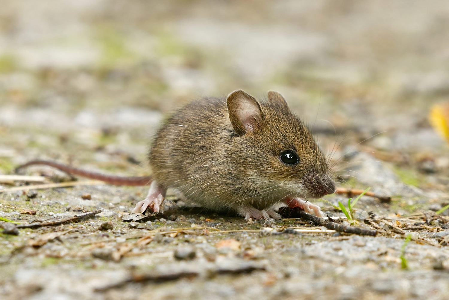 Mouse - House