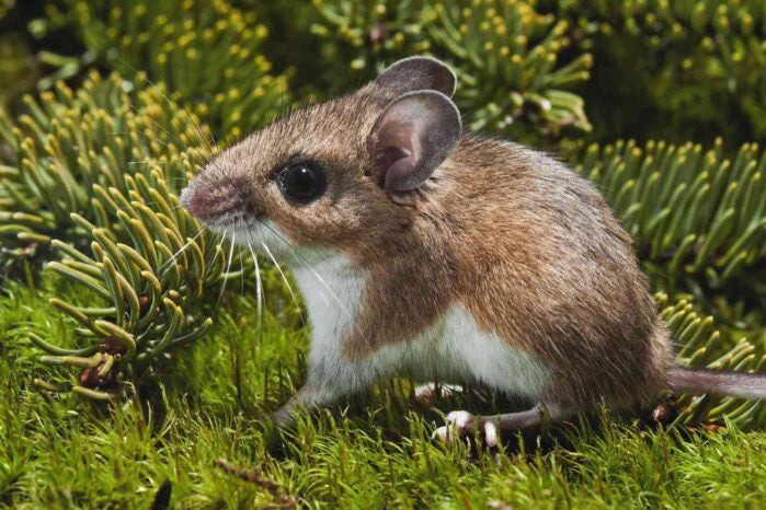 Mouse - Deer
