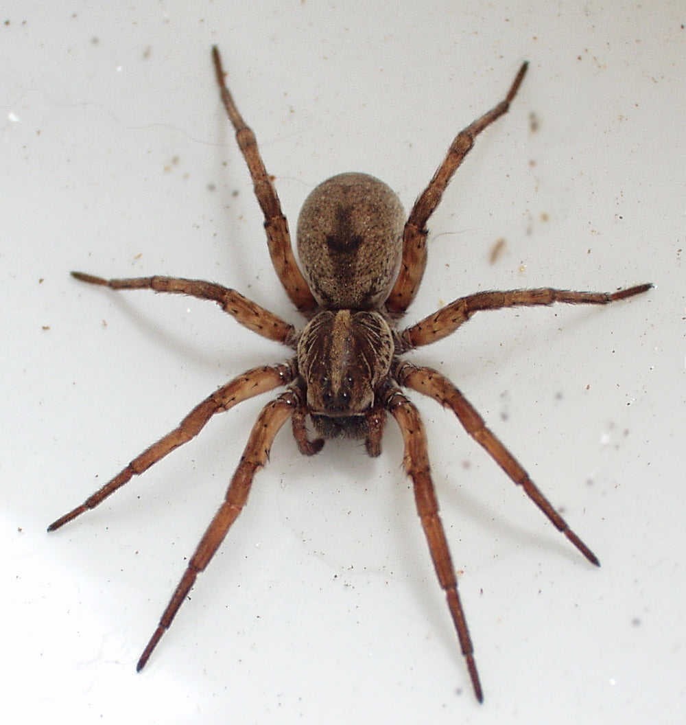 Spider - Wolf
