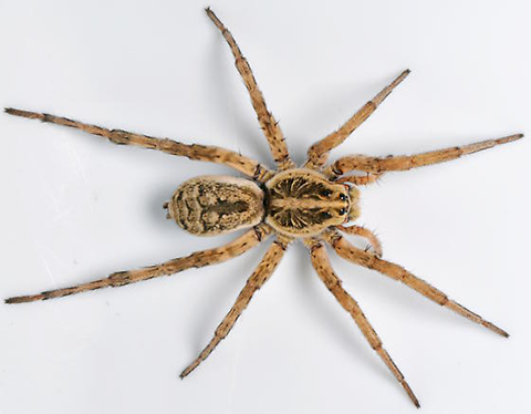 Spider - Hobo