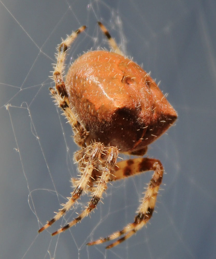 Spider - Cat Faced