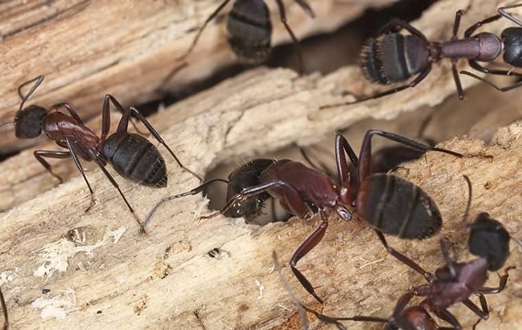 Ant - Carpenter