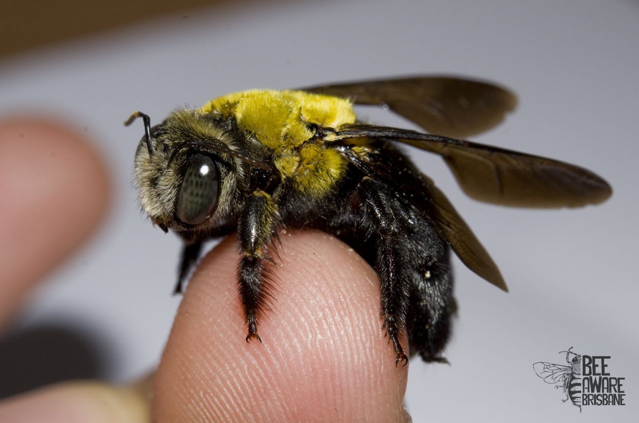 Bee - Carpenter