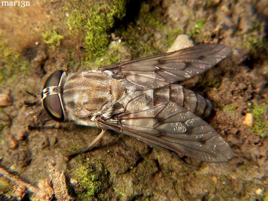 Fly - Horse