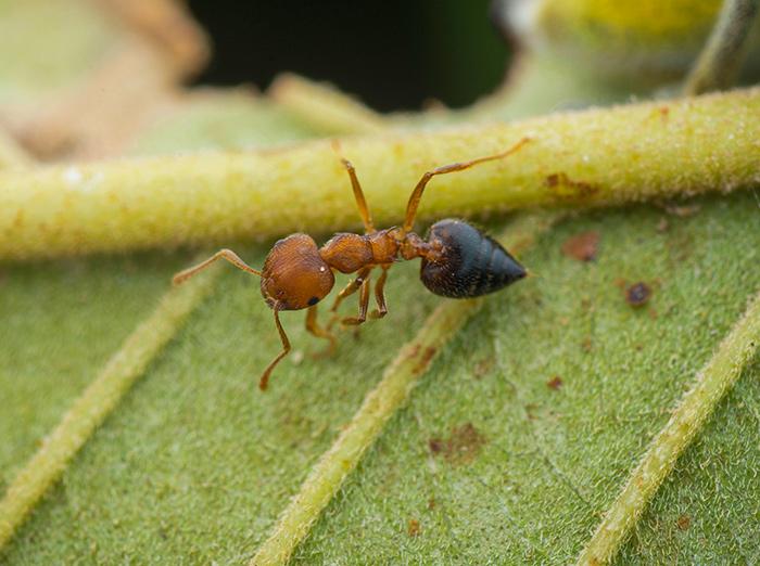 Ant - Acrobat