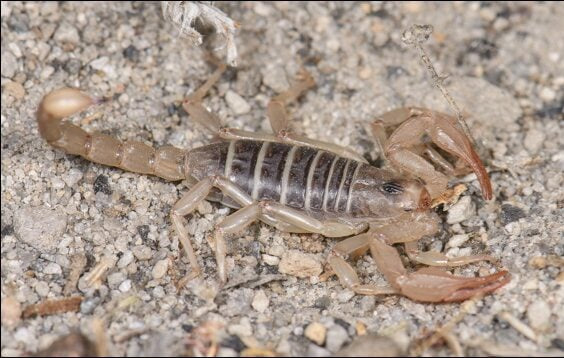 Scorpion - Northern