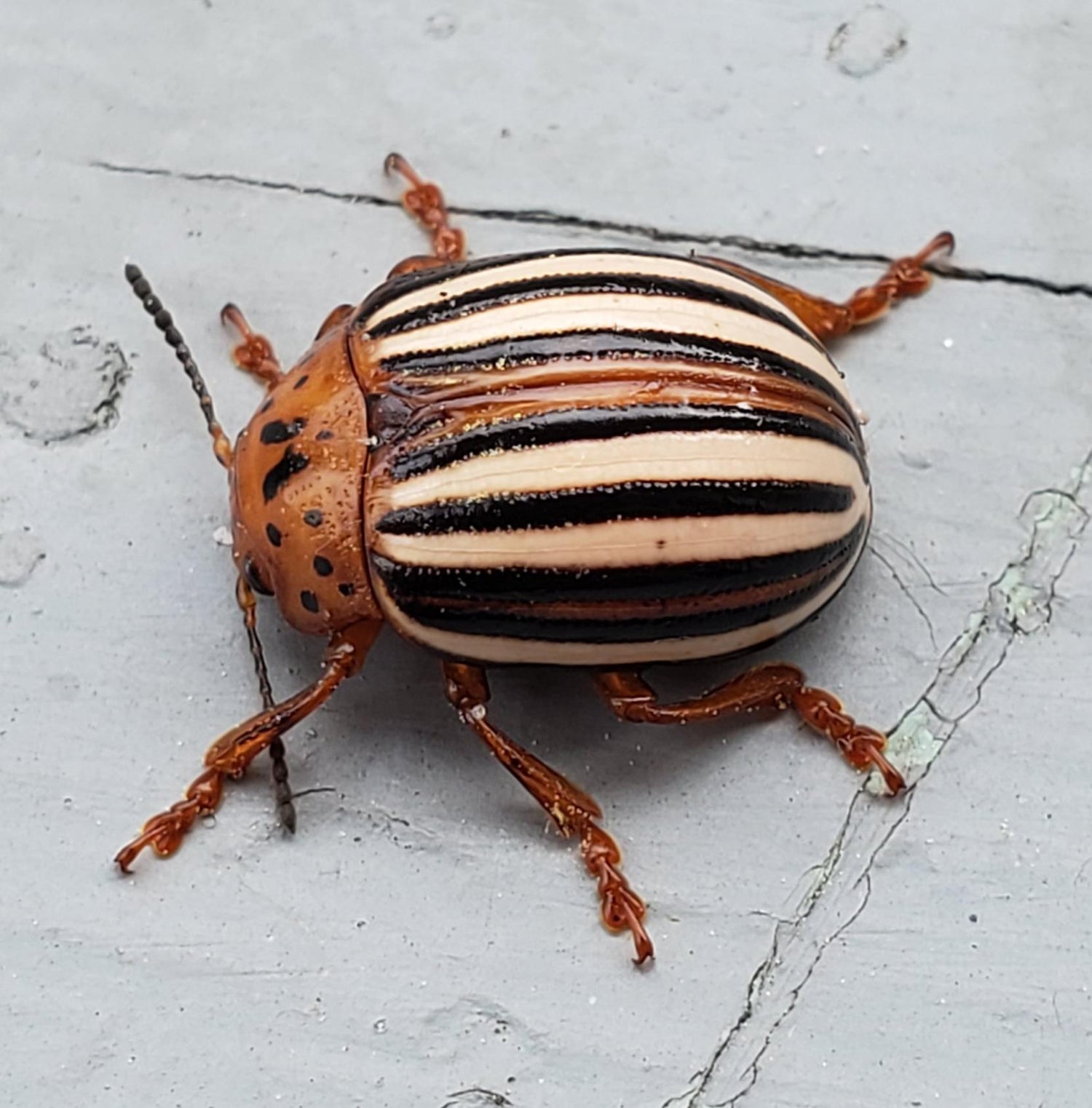 Beetle - Potato