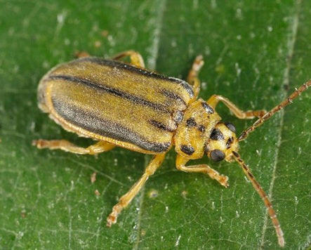 Beetle - Elm Leaf