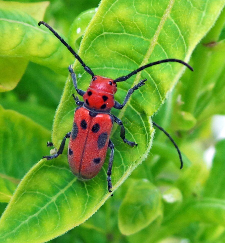 Beetle - Red Milk Weed