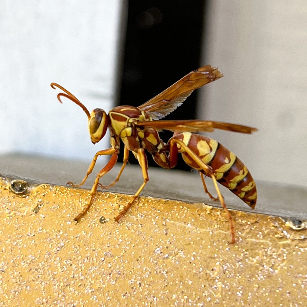 Wasp - Apache