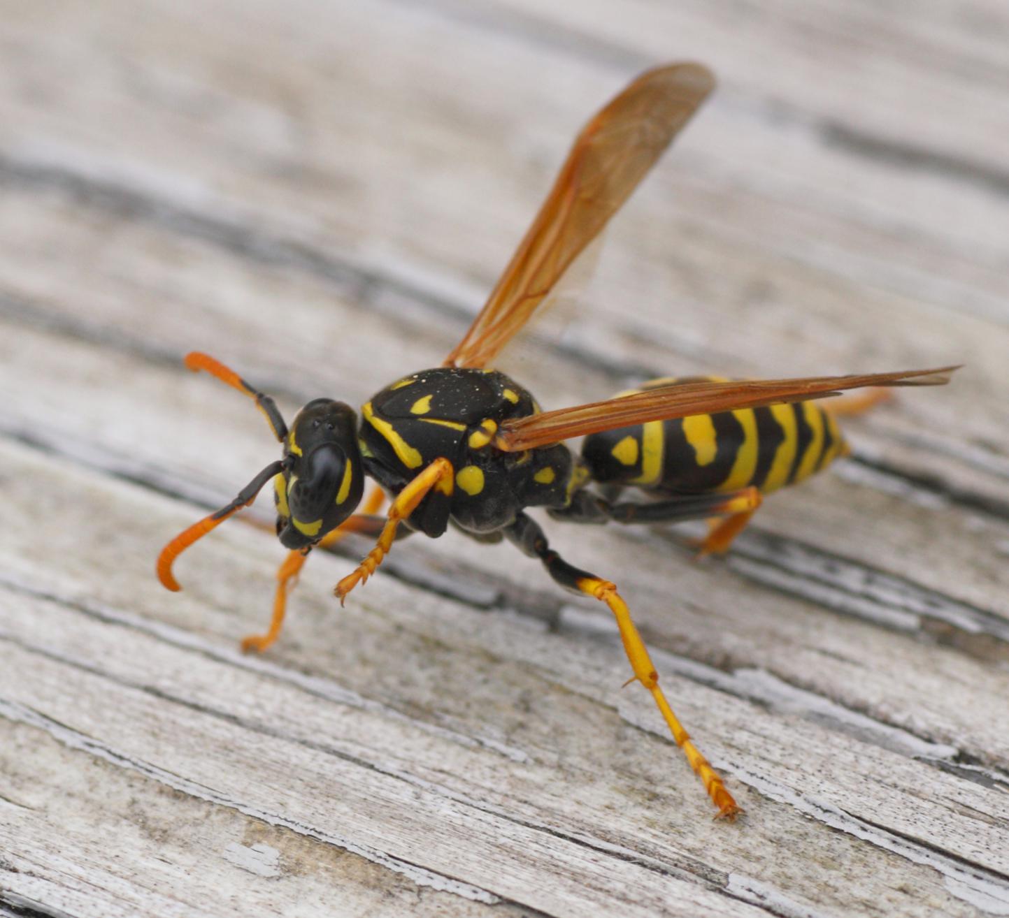 Wasp - Paper