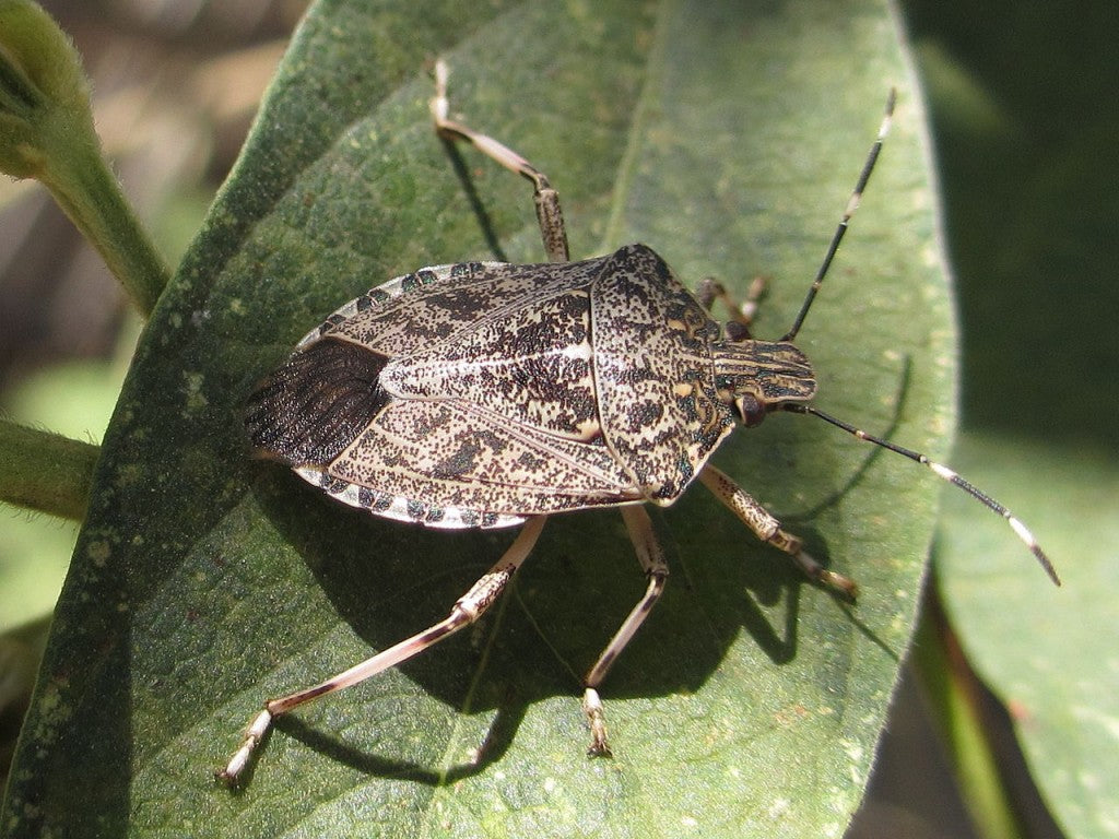 Beetle - Stink