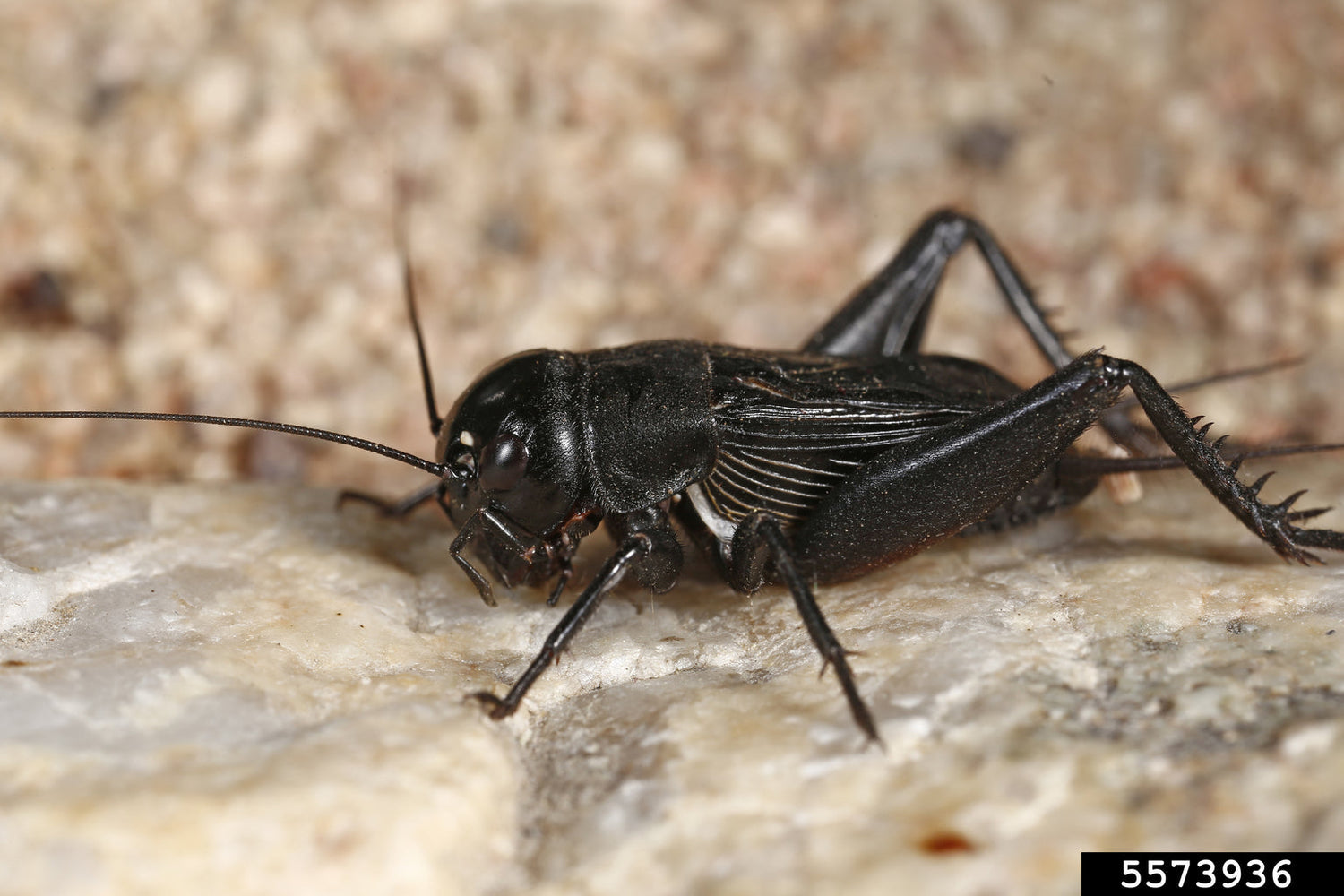Cricket - Field