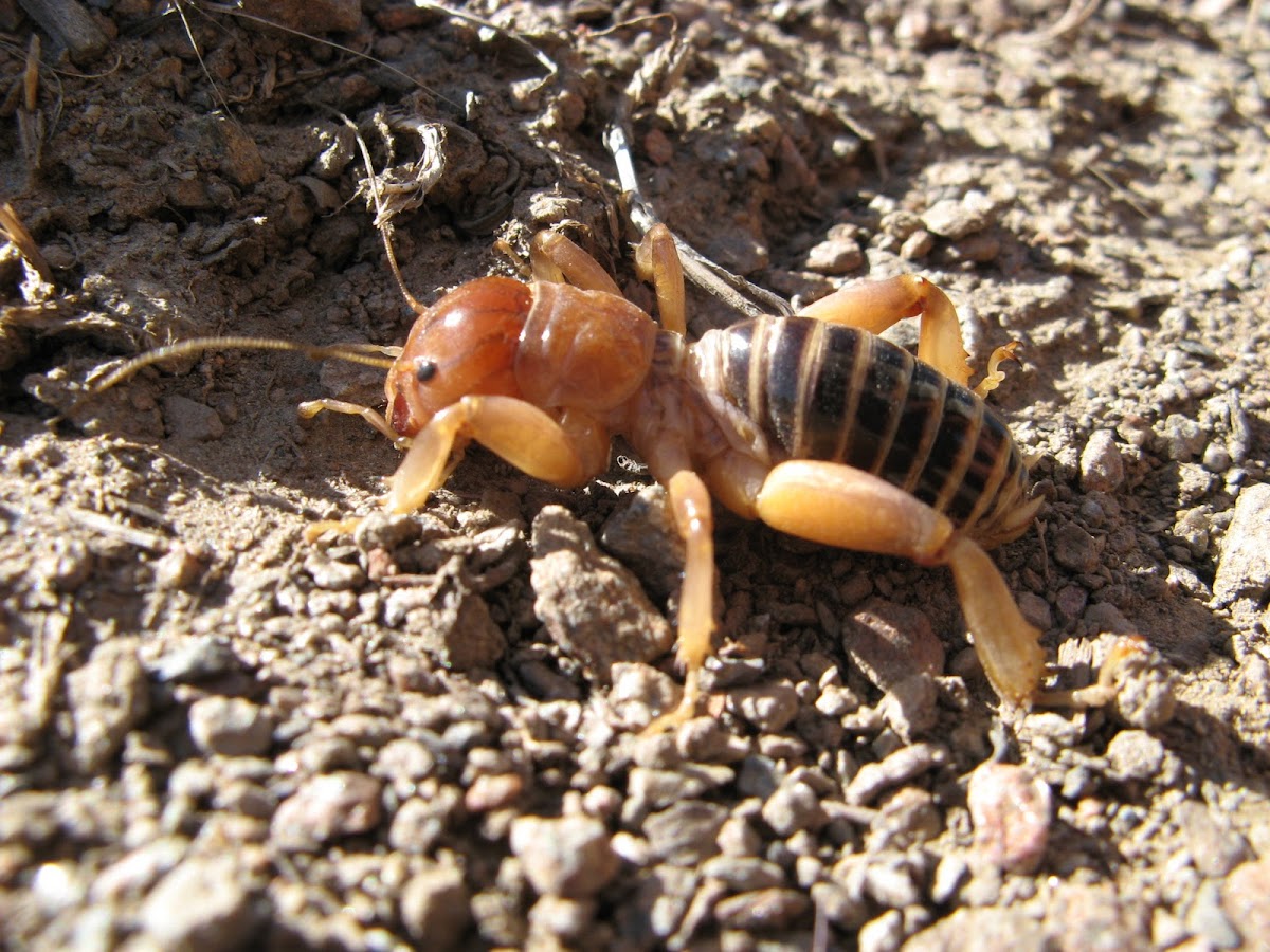 Cricket - Jerusalem