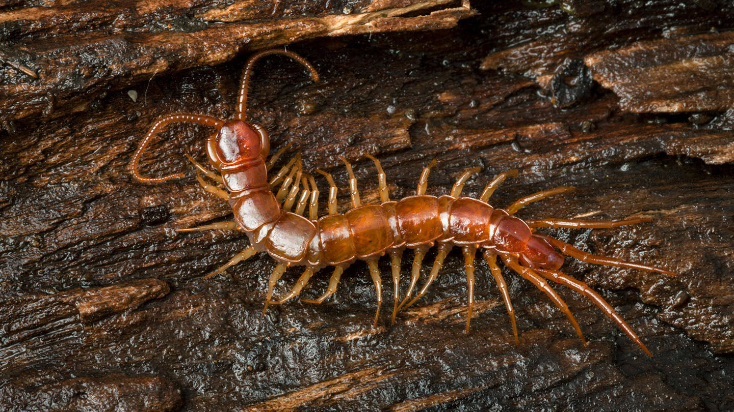 Centipede