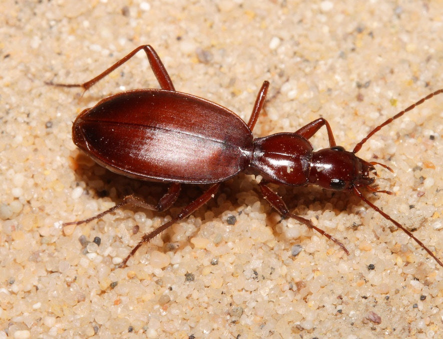 Beetle - Rhadine