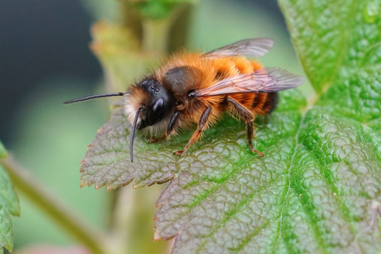 Bee - Orchard Mason