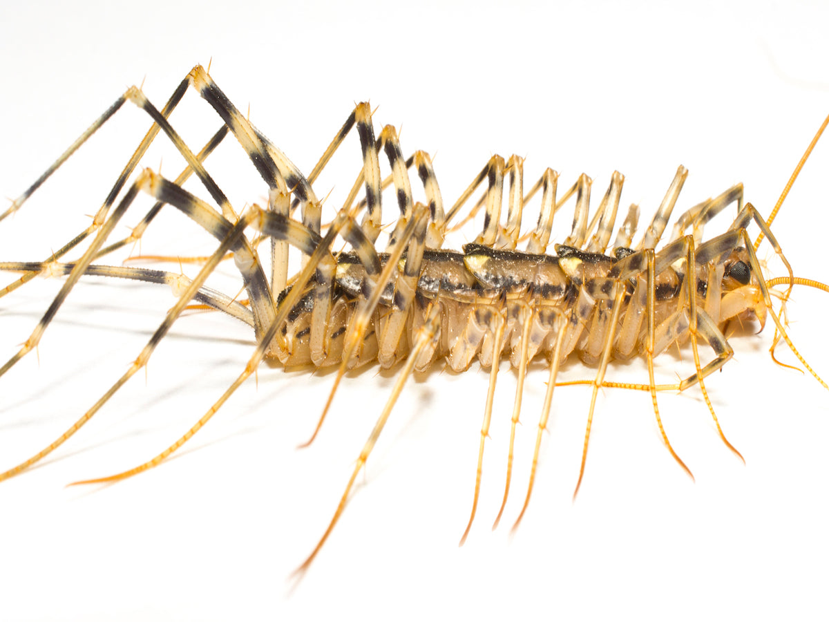 Centipede - House
