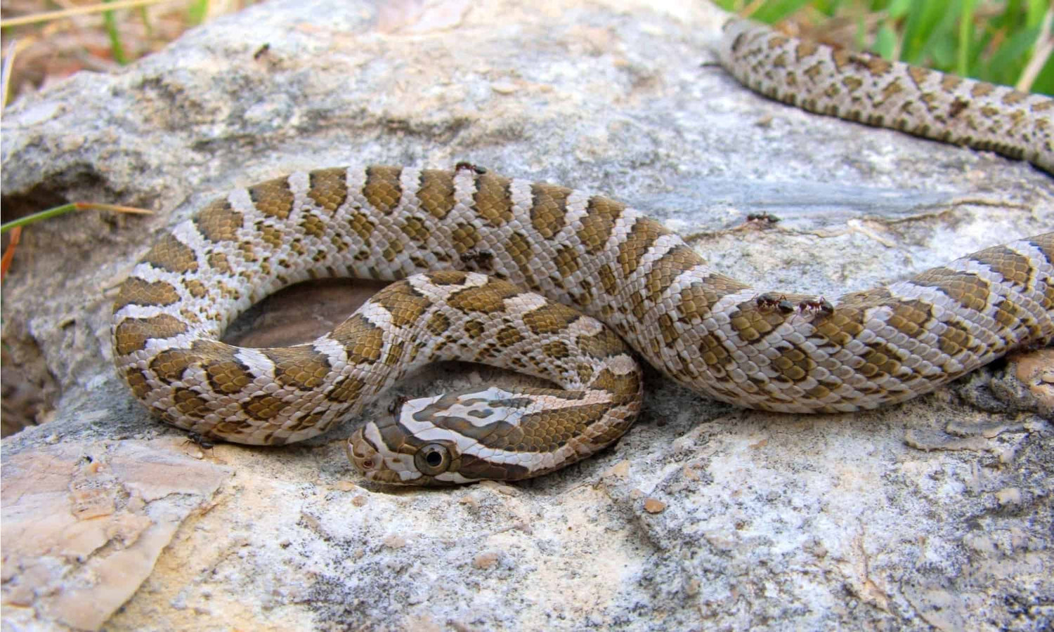 Snake - Great Plains Rat