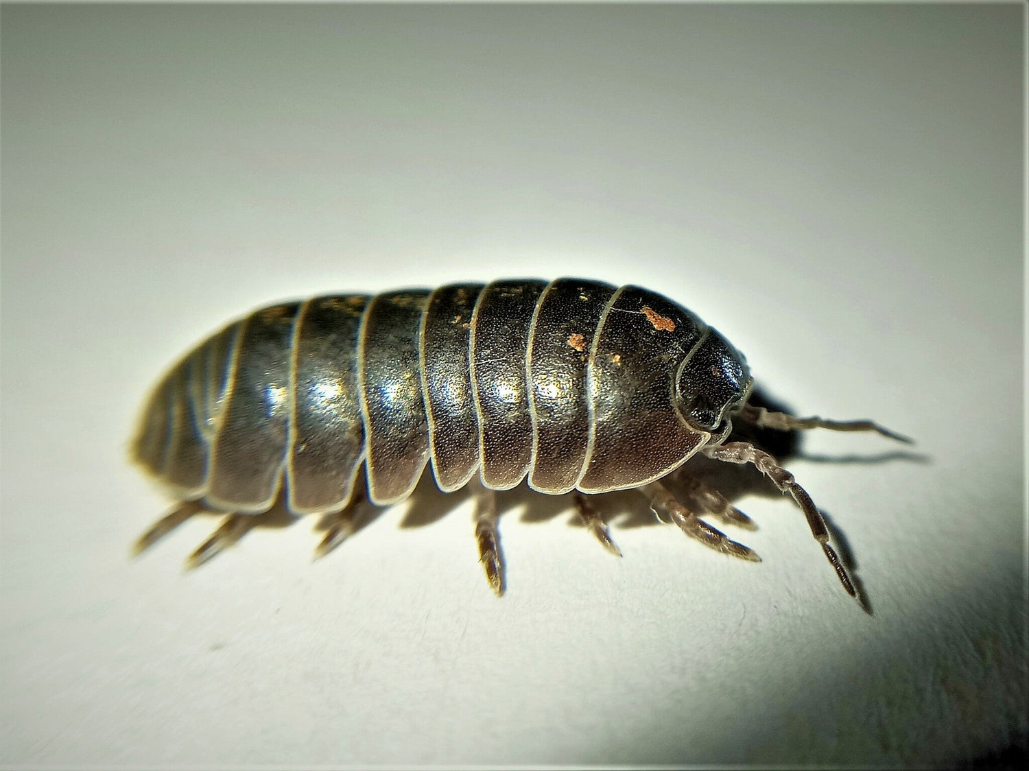 Pill Bug Roly Poly
